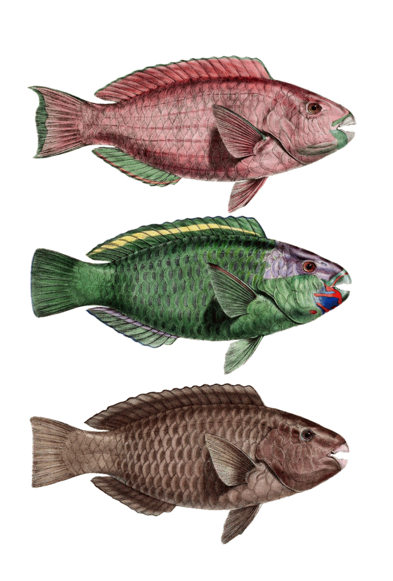 Les Bienfaits Surprenants de l’Huile de Poisson